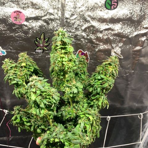 24k Gold (clone01) growlog timeline photo