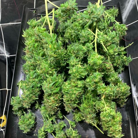 24k Gold (clone01) growlog timeline photo