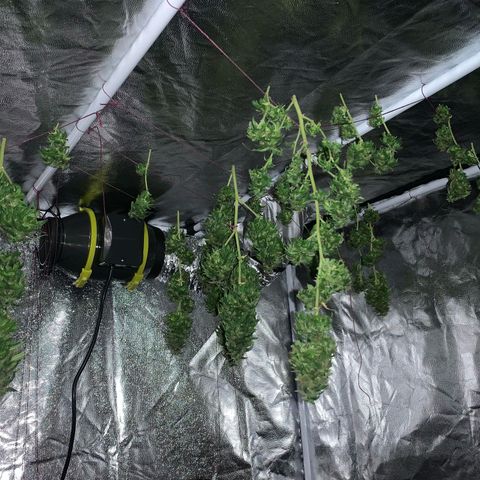 24k Gold (clone01) growlog timeline photo