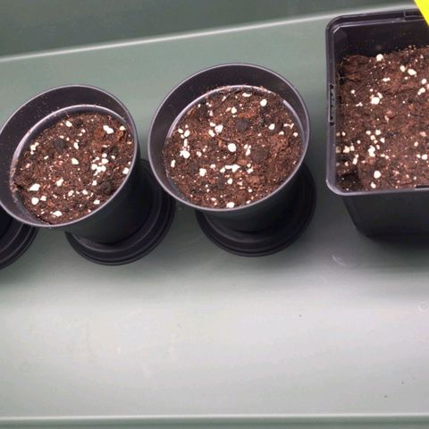 Benjis White Weed #3 growlog photo: no popping so far after 48h...