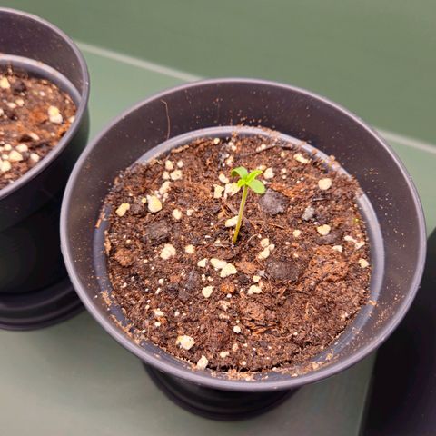 Benjis White Weed #3 growlog timeline photo