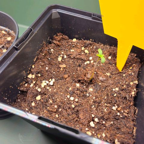 Benjis White Weed #3 growlog timeline photo