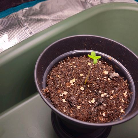 Benjis White Weed #3 growlog timeline photo