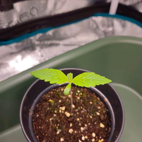 Benjis White Weed #3 growlog timeline photo