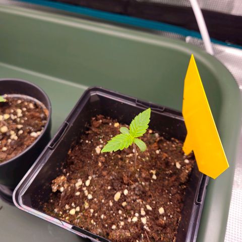 Benjis White Weed #3 growlog timeline photo