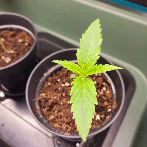 Benjis White Weed #3 growlog photo: Gutes Wachstum, schöne Blätterfarbe, Blätter teilweise leicht gewellt... 🤔