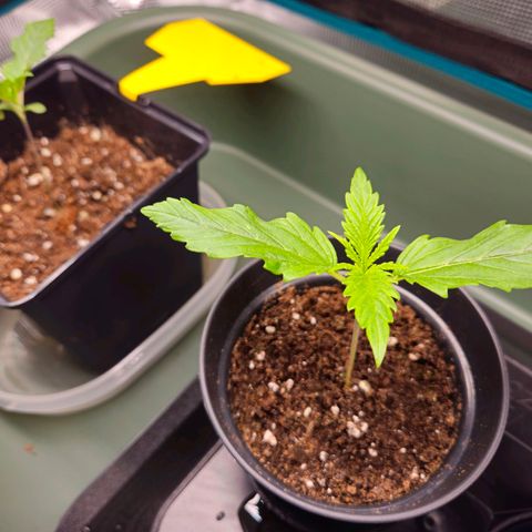 Benjis White Weed #3 growlog photo: Gutes Wachstum, schöne Blätterfarbe, Blätter teilweise leicht gewellt... 🤔