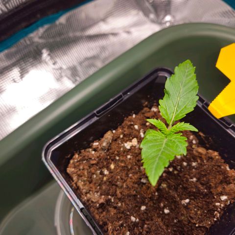 Benjis White Weed #3 growlog timeline photo
