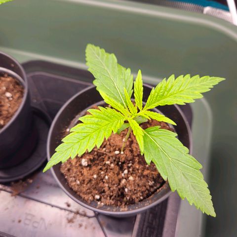 Benjis White Weed #1 growlog timeline photo