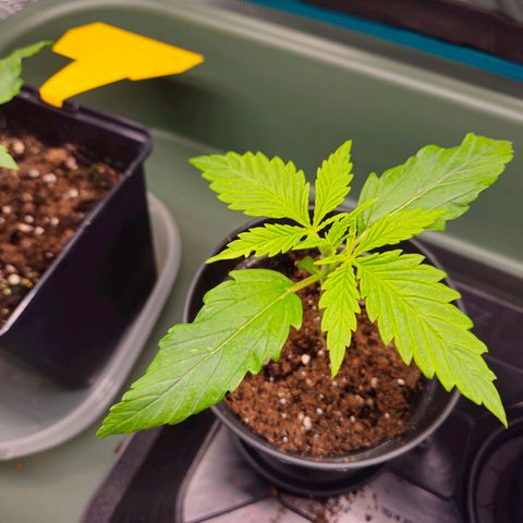 Benjis White Weed #2 growlog timeline photo