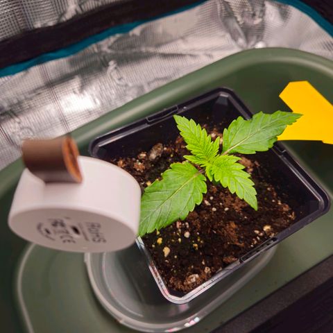Benjis White Weed #3 growlog timeline photo