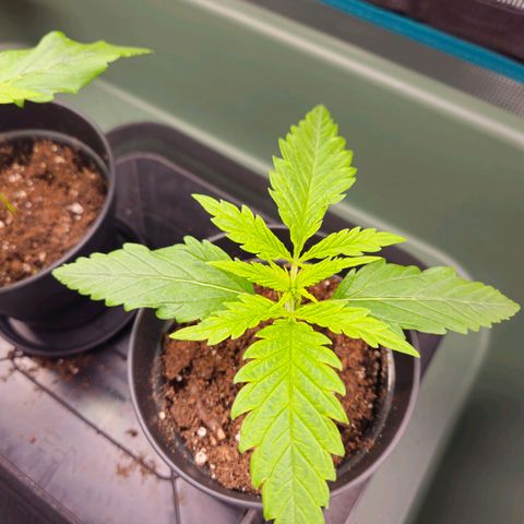 Benjis White Weed #1 growlog timeline photo