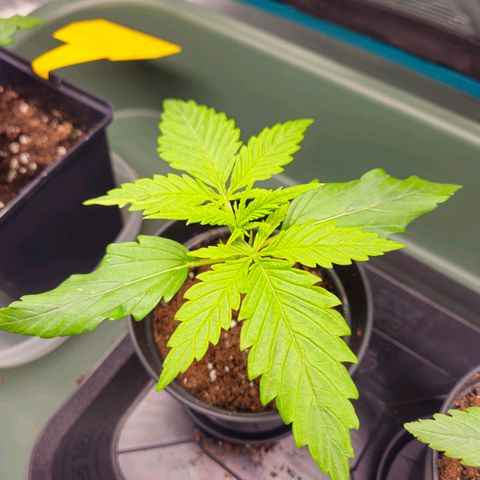 Benjis White Weed #2 growlog timeline photo