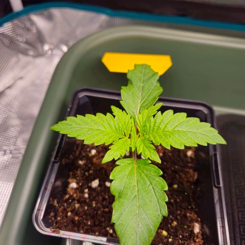Benjis White Weed #3 growlog timeline photo