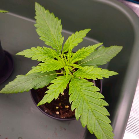 Benjis White Weed #1 growlog timeline photo