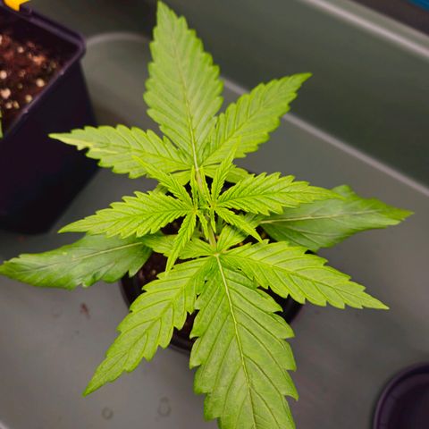 Benjis White Weed #2 growlog timeline photo
