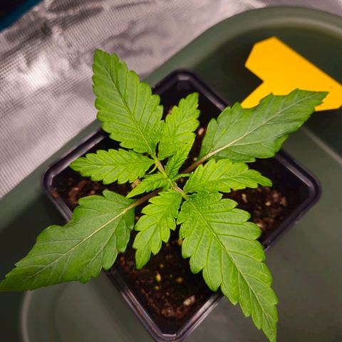 Benjis White Weed #3 growlog timeline photo
