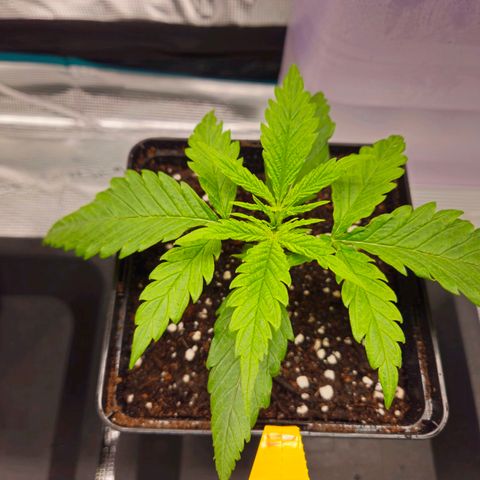 Benjis White Weed #1 growlog timeline photo