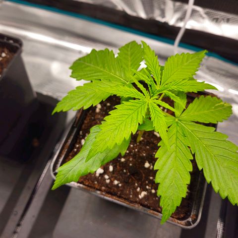 Benjis White Weed #2 growlog timeline photo