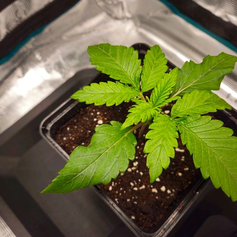 Benjis White Weed #3 growlog timeline photo