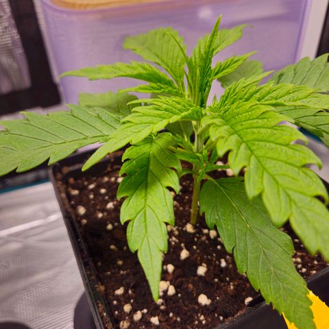 Benjis White Weed #1 growlog timeline photo