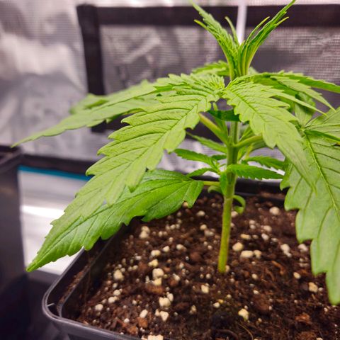 Benjis White Weed #2 growlog timeline photo