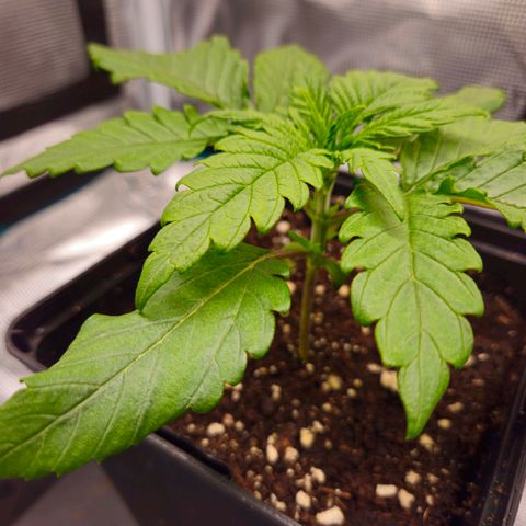 Benjis White Weed #3 growlog timeline photo
