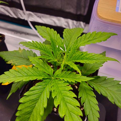 Benjis White Weed #1 growlog timeline photo