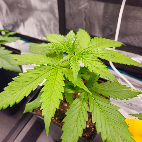 Benjis White Weed #2 growlog timeline photo