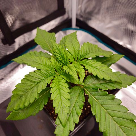 Benjis White Weed #3 growlog timeline photo