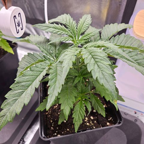 Benjis White Weed #3 growlog timeline photo