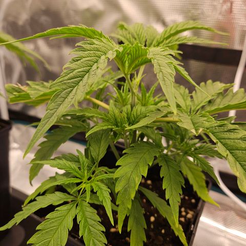 Benjis White Weed #1 growlog timeline photo