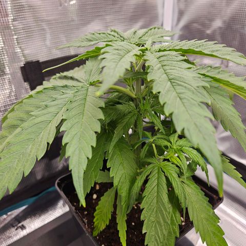 Benjis White Weed #2 growlog timeline photo