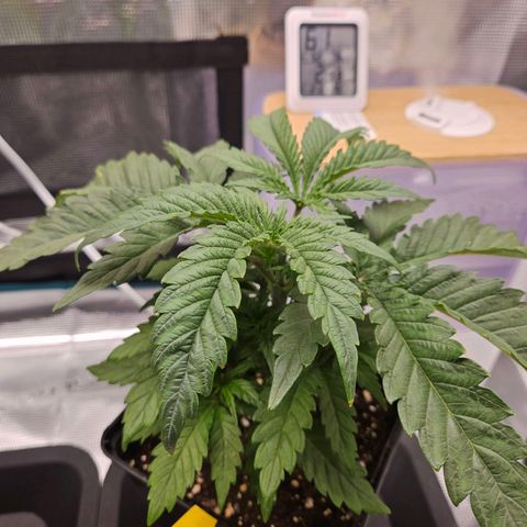 Benjis White Weed #3 growlog timeline photo