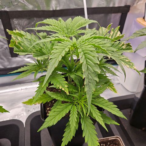 Benjis White Weed #1 growlog timeline photo