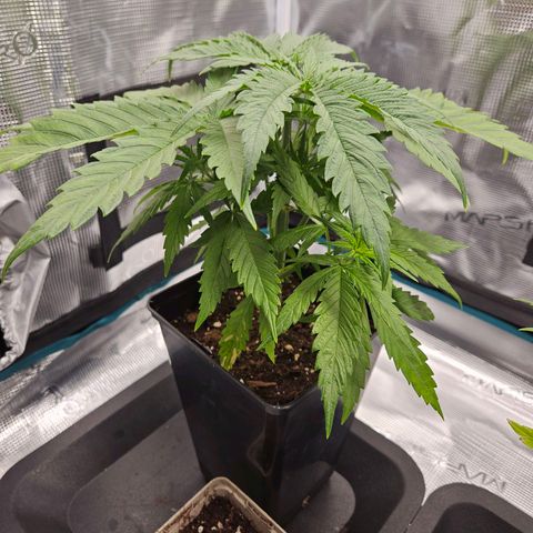 Benjis White Weed #2 growlog timeline photo