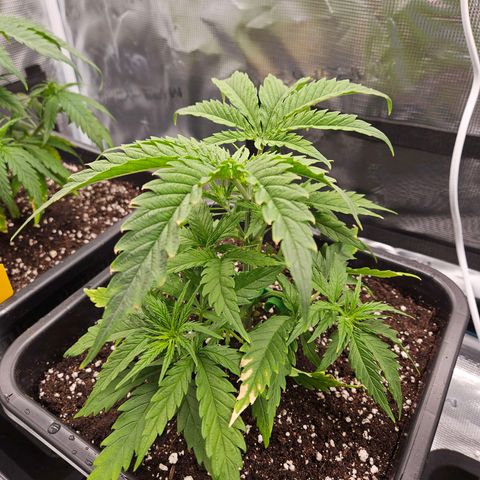 Benjis White Weed #1 growlog timeline photo