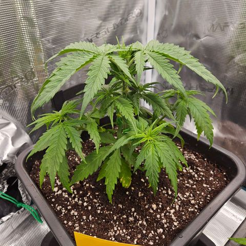 Benjis White Weed #2 growlog timeline photo