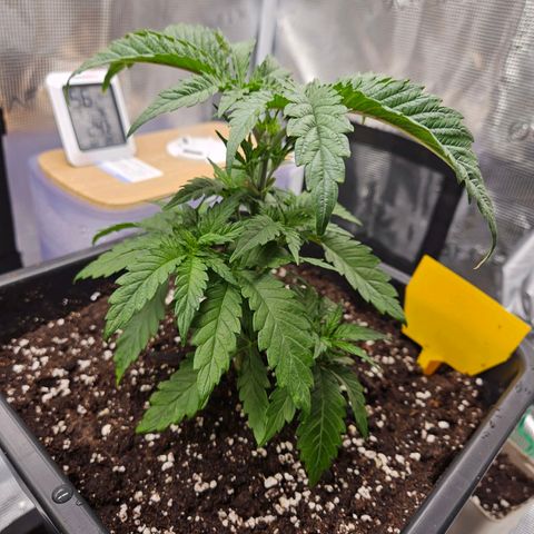 Benjis White Weed #3 growlog timeline photo