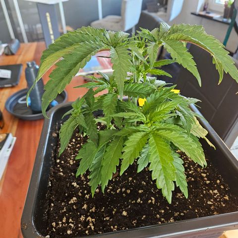 Benjis White Weed #3 growlog timeline photo