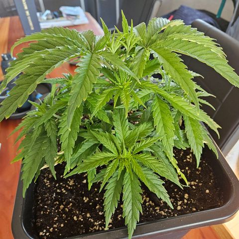 Benjis White Weed #1 growlog timeline photo