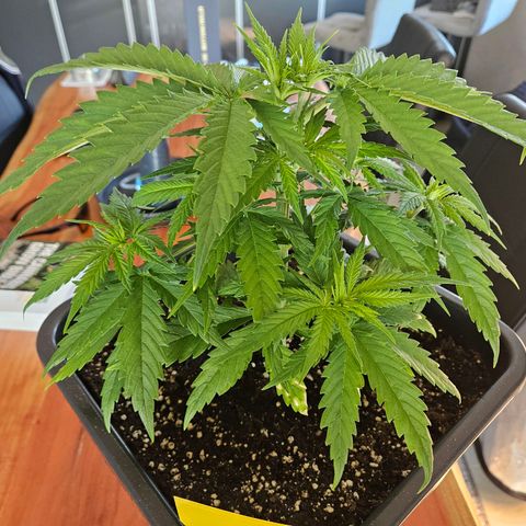 Benjis White Weed #2 growlog timeline photo