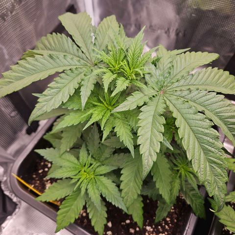 Benjis White Weed #3 growlog timeline photo