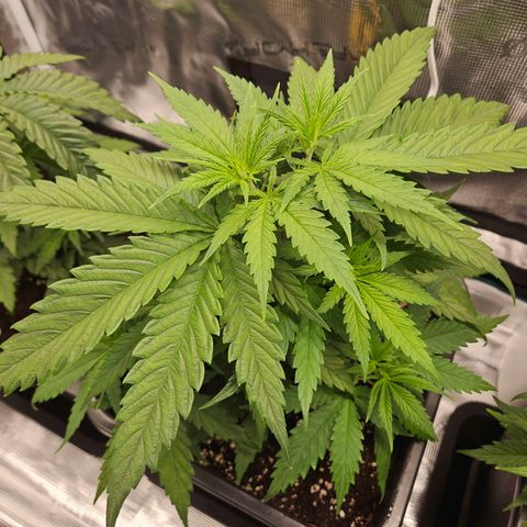 Benjis White Weed #2 growlog timeline photo
