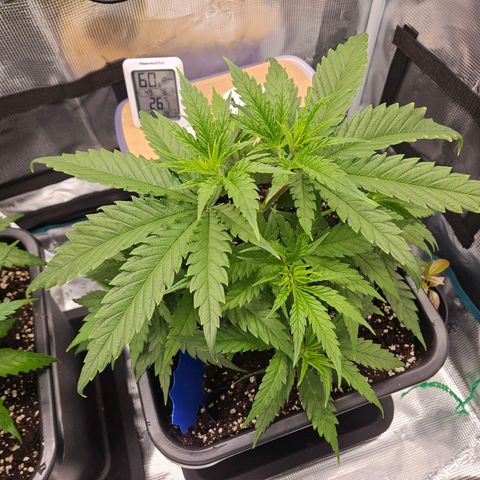 Benjis White Weed #1 growlog timeline photo