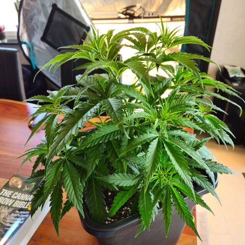 Benjis White Weed #1 growlog timeline photo