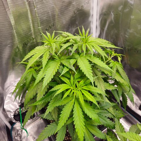 Benjis White Weed #2 growlog timeline photo
