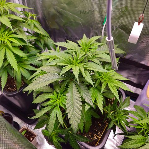 Benjis White Weed #3 growlog timeline photo