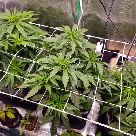 Benjis White Weed #3 growlog timeline photo