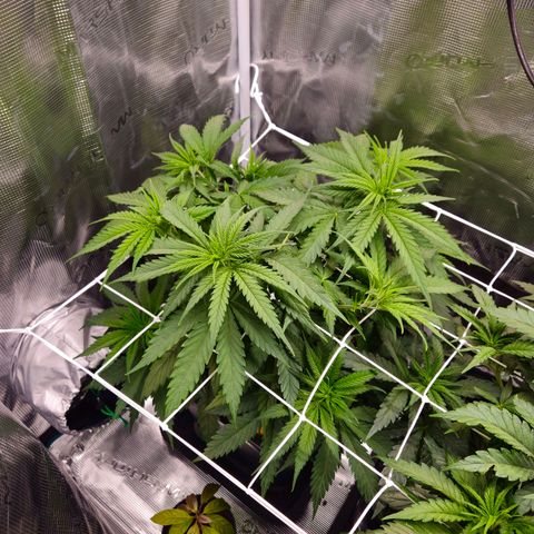 Benjis White Weed #2 growlog timeline photo